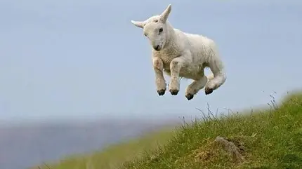 تصویر گوسفند بازیگوش در حال پرش و بازی کیوت و بامزه