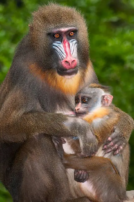 عکس بچه مندریل یا شاه‌بابون در آغوش مادر با کیفیت بالا رایگان