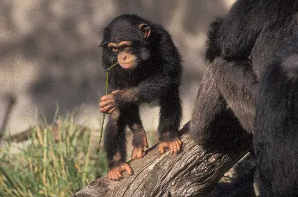 عکس شامپانزه بازیگوش در حال تفریح