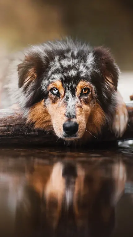 دانلود عکس پروفایل سگ شپرد نژاد استرالیایی