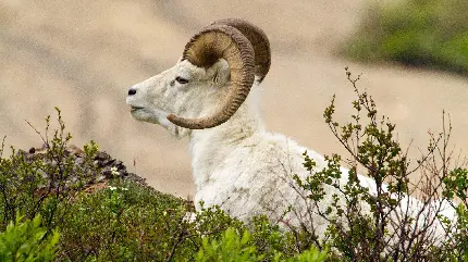 تصویر نیمرخ از بز شاخدار سفید در طبیعت کوهستانی