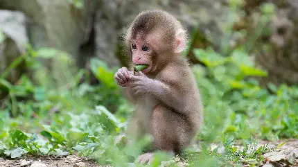 تصویر زمینه بچه میمون بامزه و ناز