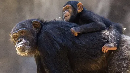 عکس بچه شاپانزه بر دوش مادر در طبیعت بکر