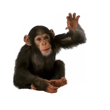 عکس بچه شاپانزه بامزه بدون پس زمینه دور بریده شده