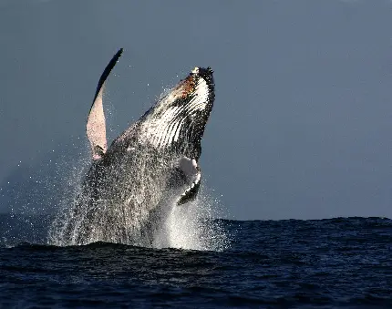 عکس حیوان نهنگ و حیوانات وال