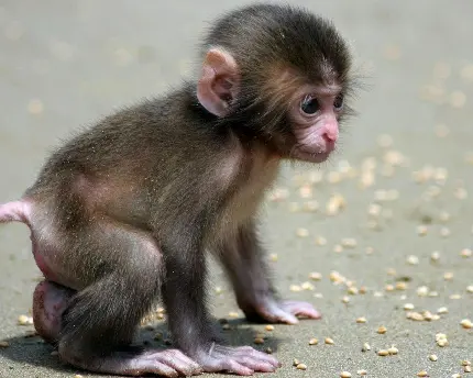 میمون دماغ دراز ویکی پدیا