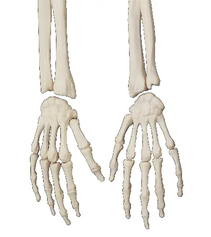 عکس مولاژ استخوان‌ بندی دست های انسان