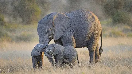 عکس بچه فیل‌های دوقلو در کنار مادر با کیفیت بالا رایگان