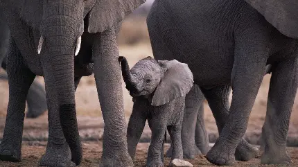 عکس بچه فیل کوچولو در کنار گله فیل‌های بزرگ