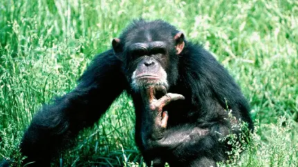 دانلود عکس پروفایل شاپانزه متفکر