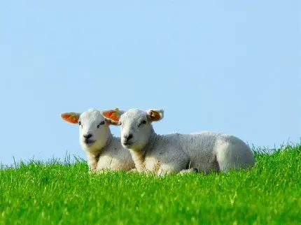 عکس دو عدد گوسفند نشسته در چمنزارهای سرسبز با کیفیت hd