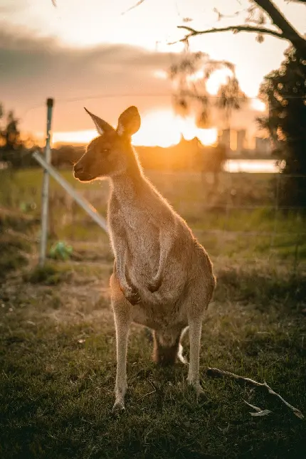 عکس حیوانات وحشی کانگرو کنار مزرعه در استرالیا