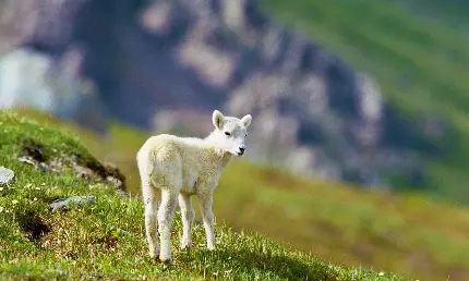بچه گوسفند کوچولوی سفید در طبیعت با کیفیت بالا