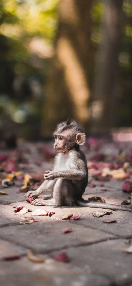 عکس میمون خوشگل و بامزه