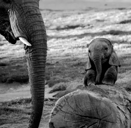 تصویر بچه فیل ناراحت و غمگین سیاه سفید