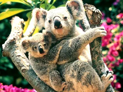 تصویر کوالا‌های بامزه در طبیعت حیوانات استرالیا