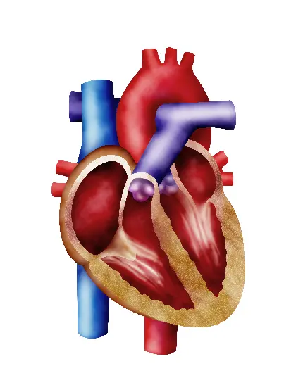 عکس مولاژ قلب برای مقاله پزشکی