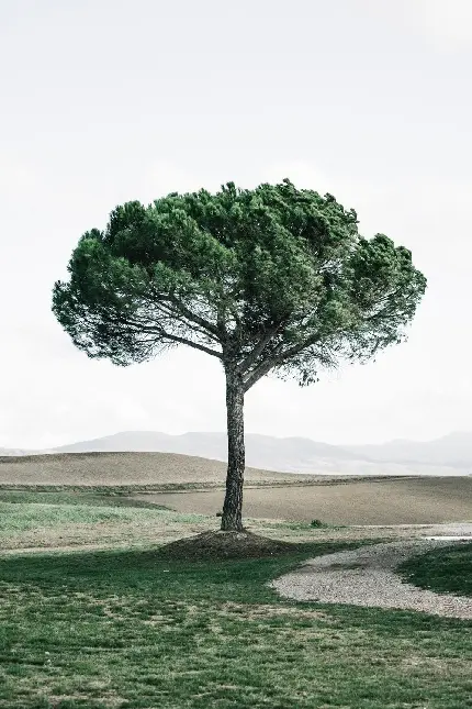 عکس درخت با شکوه برای تبریک روز جهانی درختکاری