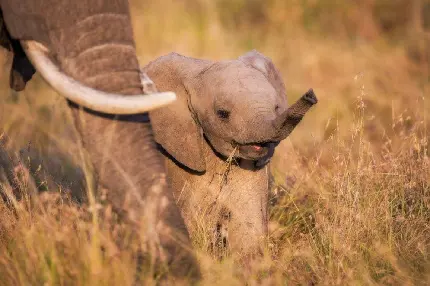 عکس بچه فیل اچ دی