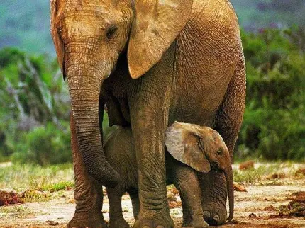 عکس بچه فیل در آغوش مادر با کیفیت بالا