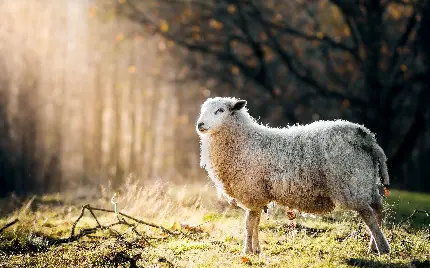 تصویر زمینه والپیپر گوسفند در جنگل برای لپ تاپ