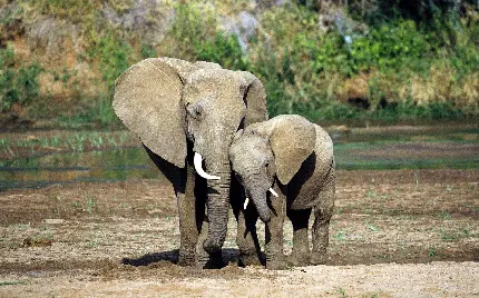 دانلود عکس بچه فیل دوست داشتنی در آغوش مادر واقعی
