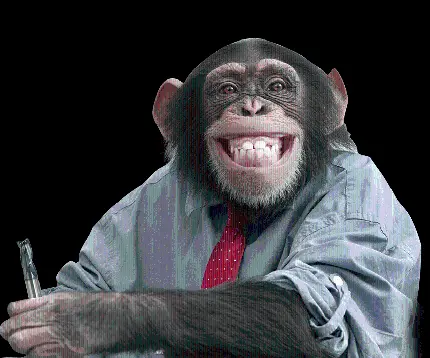 عکس شاپانزه خندان بدون پس زمینه برای دانلود رایگان
