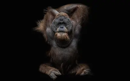 دانلود عکس رایگان از اورانگوتان با کیفیت بالا