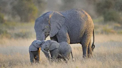 والپیپر بچه فیل‌های دوست داشتنی
