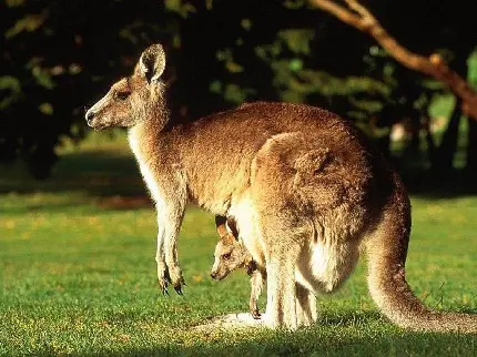 تصویر کانگرو و بچه در کیسه طبیعت بکر استرالیا