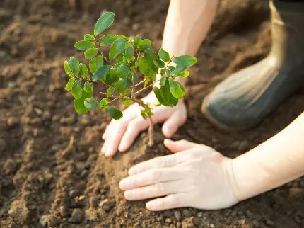 عکس درخت کاری توسط خانم باغبان برای روز درخت کاری