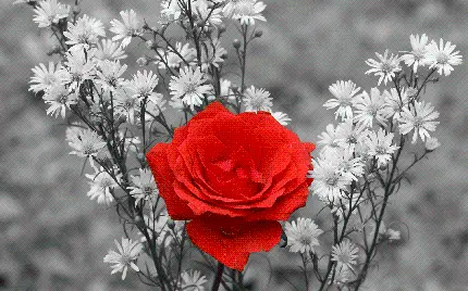 عکاسی ویژه از گل سرخ و سیاه سفید با کیفیت بالا