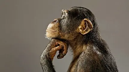 تصویر زیبا از نیمرخ شامپانزه در حال فکر کردن