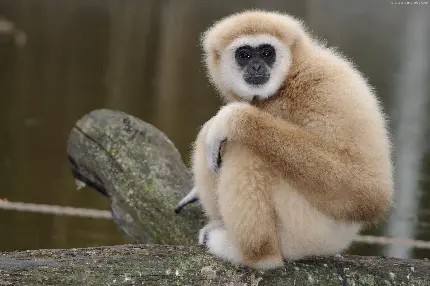 میمون دماغ دراز ویکی پدیا