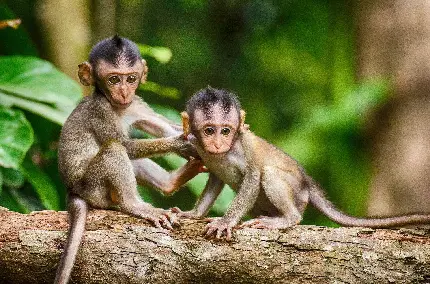عکس با کیفیت بچه میمون ها