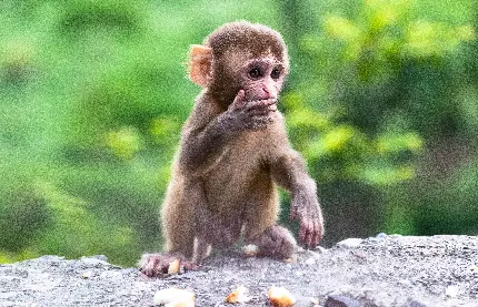 عکس میمون قشنگ با کیفیت 4k