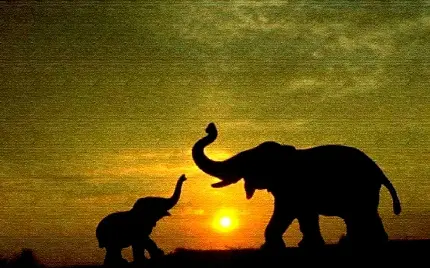 والپیپر زیبا از بچه فیل در کنار مادر و غروب خورشید