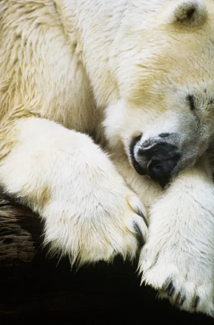 بهترین عکس حیات وحش خرس قطبی