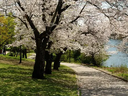 عکس شکوفه‌های سفید درخت در فصل بهار