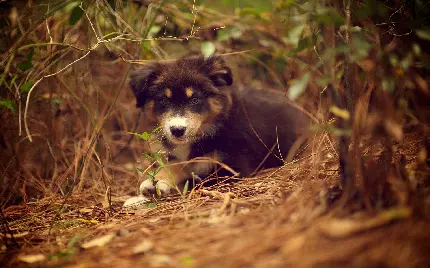سگ شپرد استرالیایی در حال بازی در طبیعت