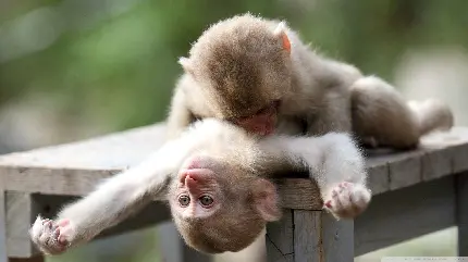 عکس میمون های خنده دار