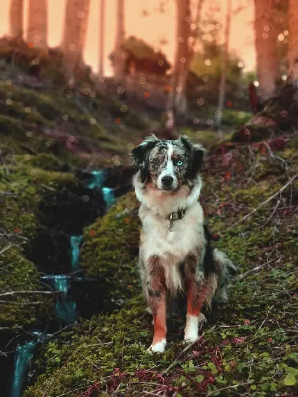 سگ شپرد استرالیایی در طبیعت جنگلی