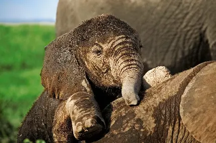 دانلود عکس بچه فیل بازیگوش و کثیف