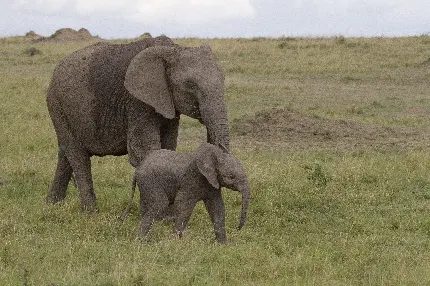 عکس بچه فیل به همراه مادر واقعی در طبیعت