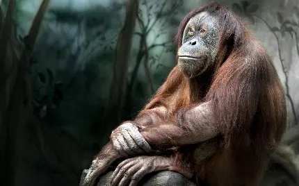 عکس اورانگوتان باهوش در باغ وحش برای دانلود رایگان