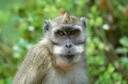 میمون در مستند حیات وحش