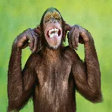 مجموعه عکس شامپانزه زیبا و خنده دار و شامپانزه ترسناک و زشت