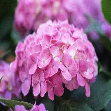 چاپ قاب موبایل و گوشی دانلود تصاویر گل های تابستانی Flowers