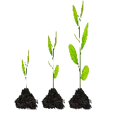 چاپ قاب موبایل و گوشی تصویر png نهال‌های مختلف برای پوستر روز درختکاری